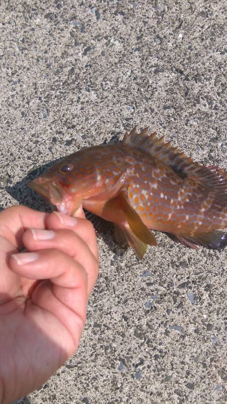 ロックフィッシュ狙い